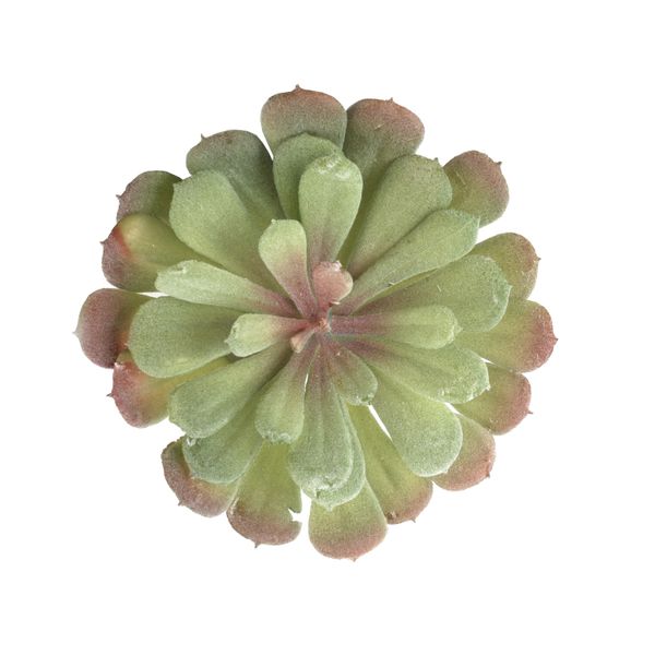 ECHEVERIA CELANO sukulent ZELENÁ/ČERVENÁ 13cm