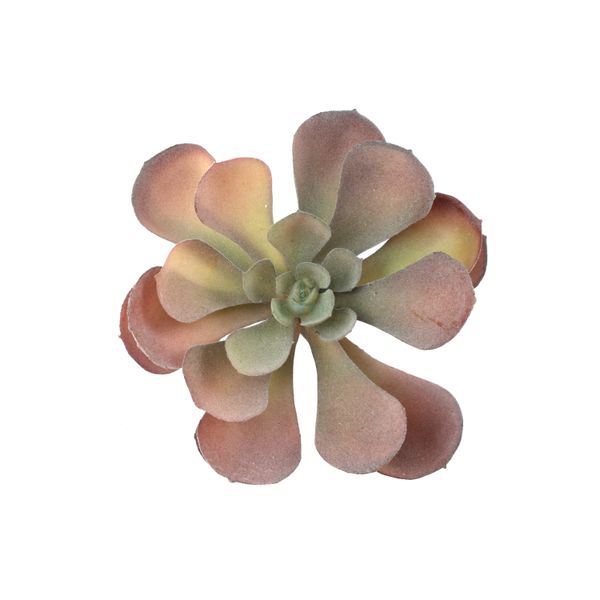 ECHEVERIA CELANO sukulent ZELENÁ/ČERVENÁ 15cm