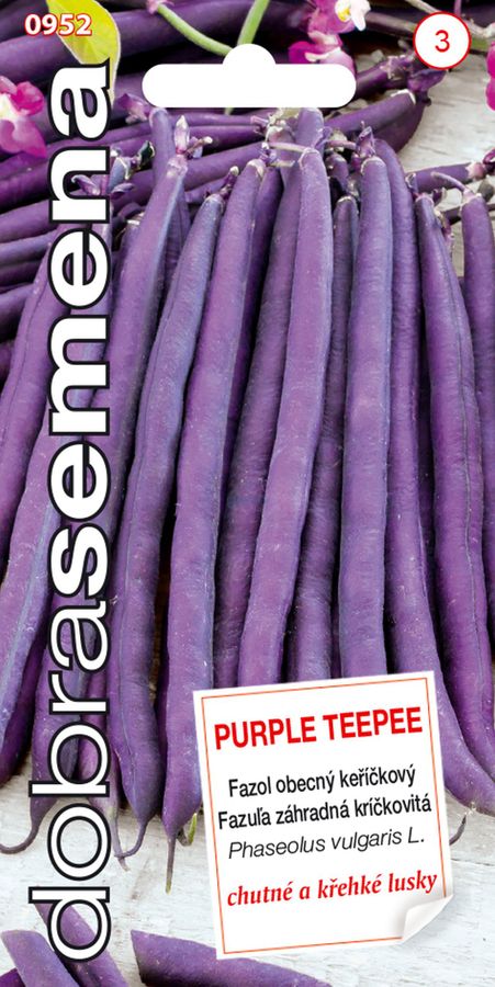 FAZUĽA kríčková fialová Purple Teepee