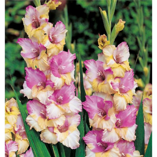 GLADIOL Mon Amour 7ks