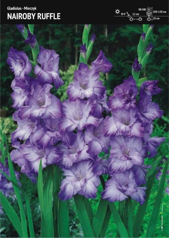 GLADIOL Nairoby Ruffle 7ks