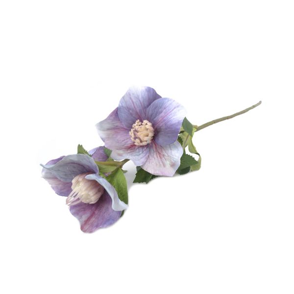 HELLEBORUS ČEMERICA vázová 3x FIALOVÁ 50cm