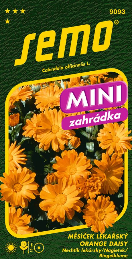 NECHTÍK LEKÁRSKY Orange Daisy mini