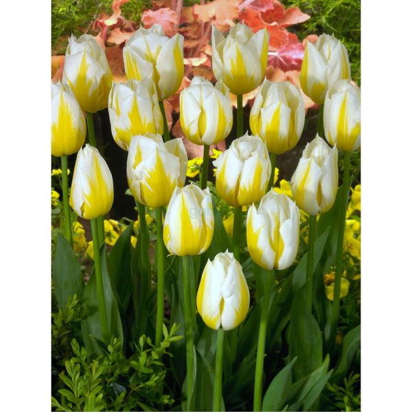 TULIPÁN Flaming Coquette 5ks